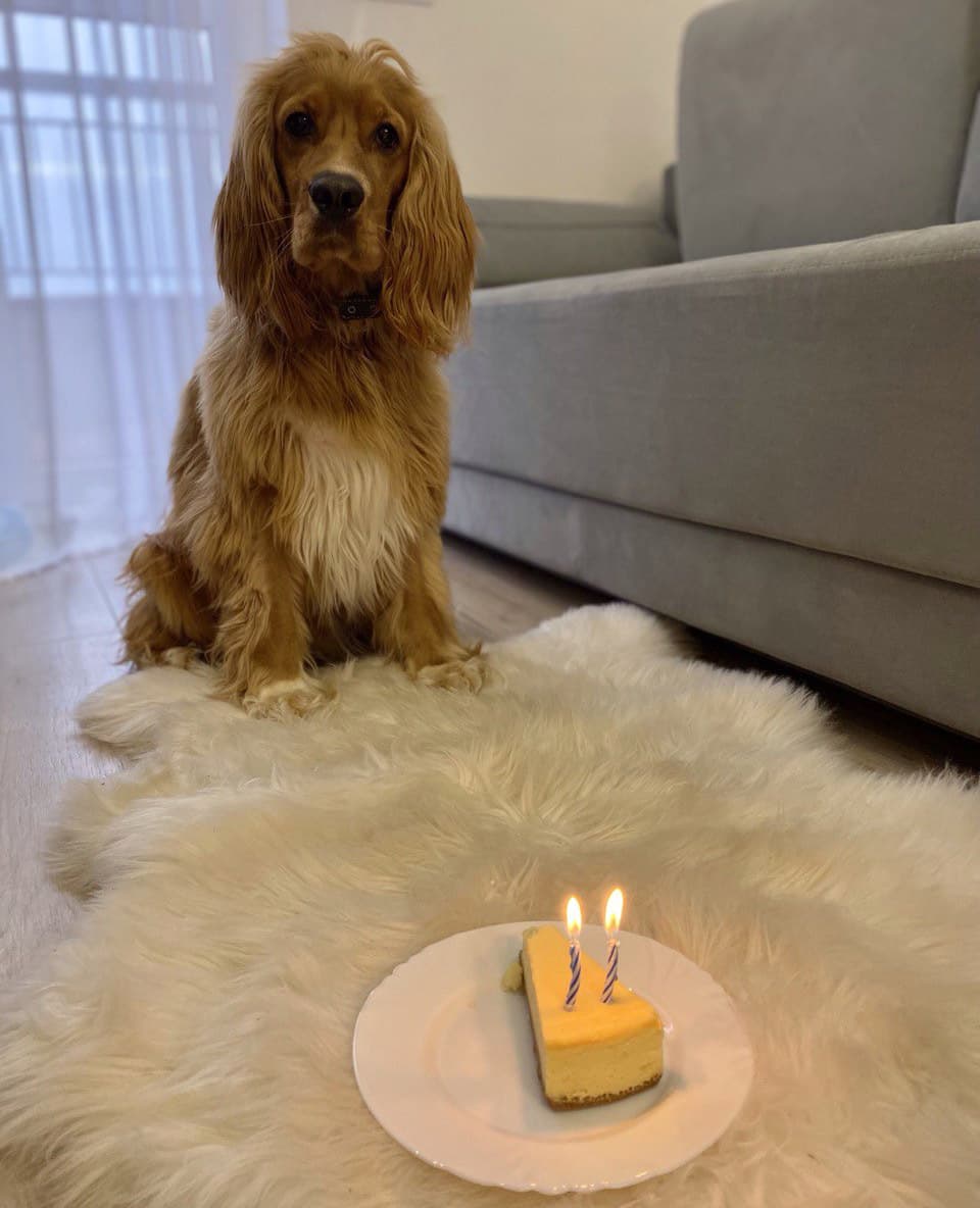 A cocker spaniel from our community