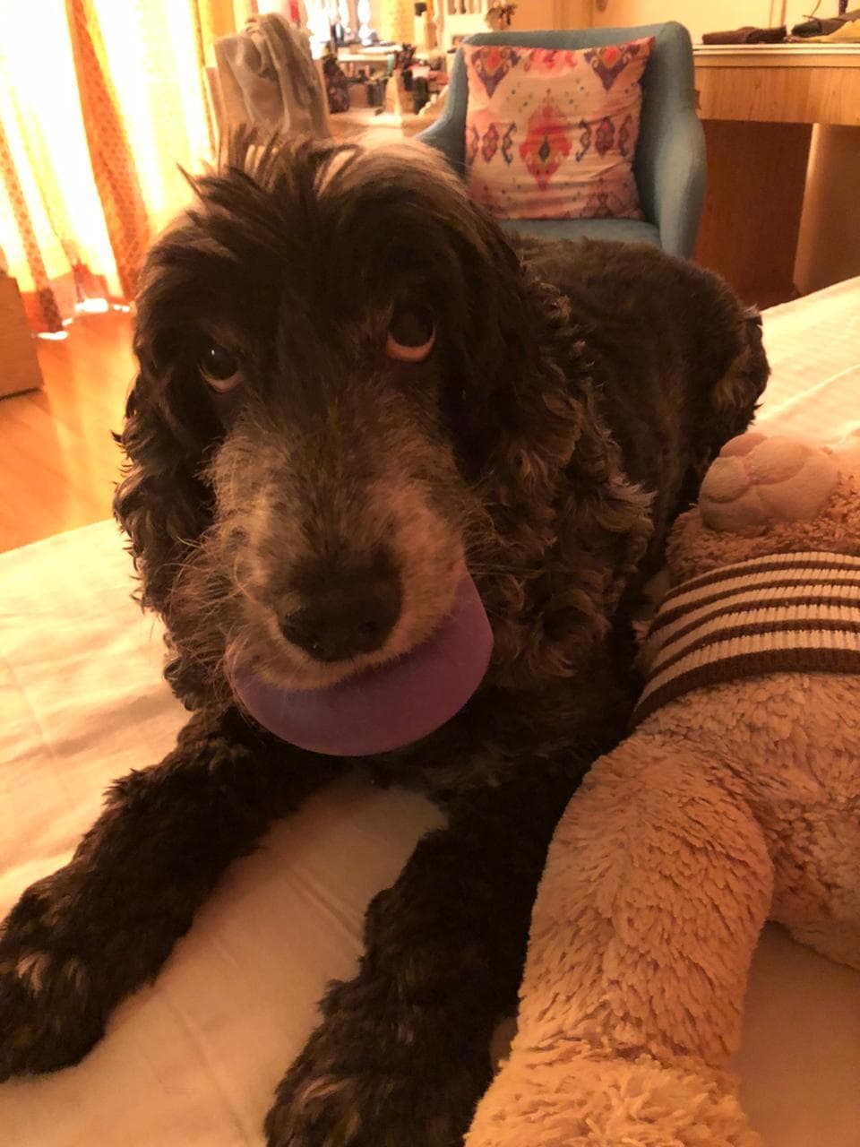A cocker spaniel from our community