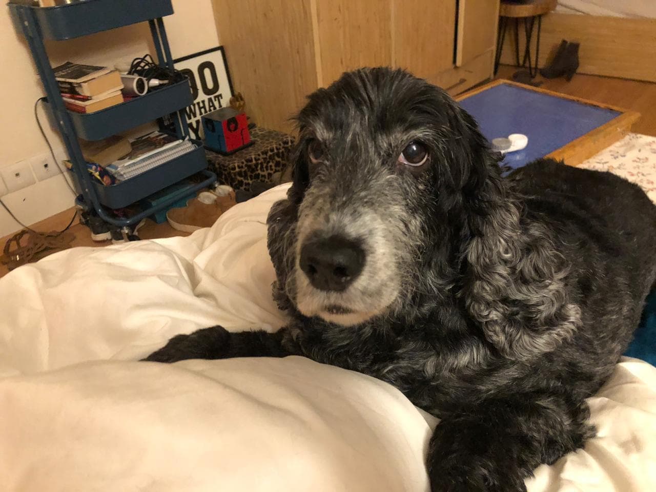 A blue roan cocker spaniel relaxing on a bed
