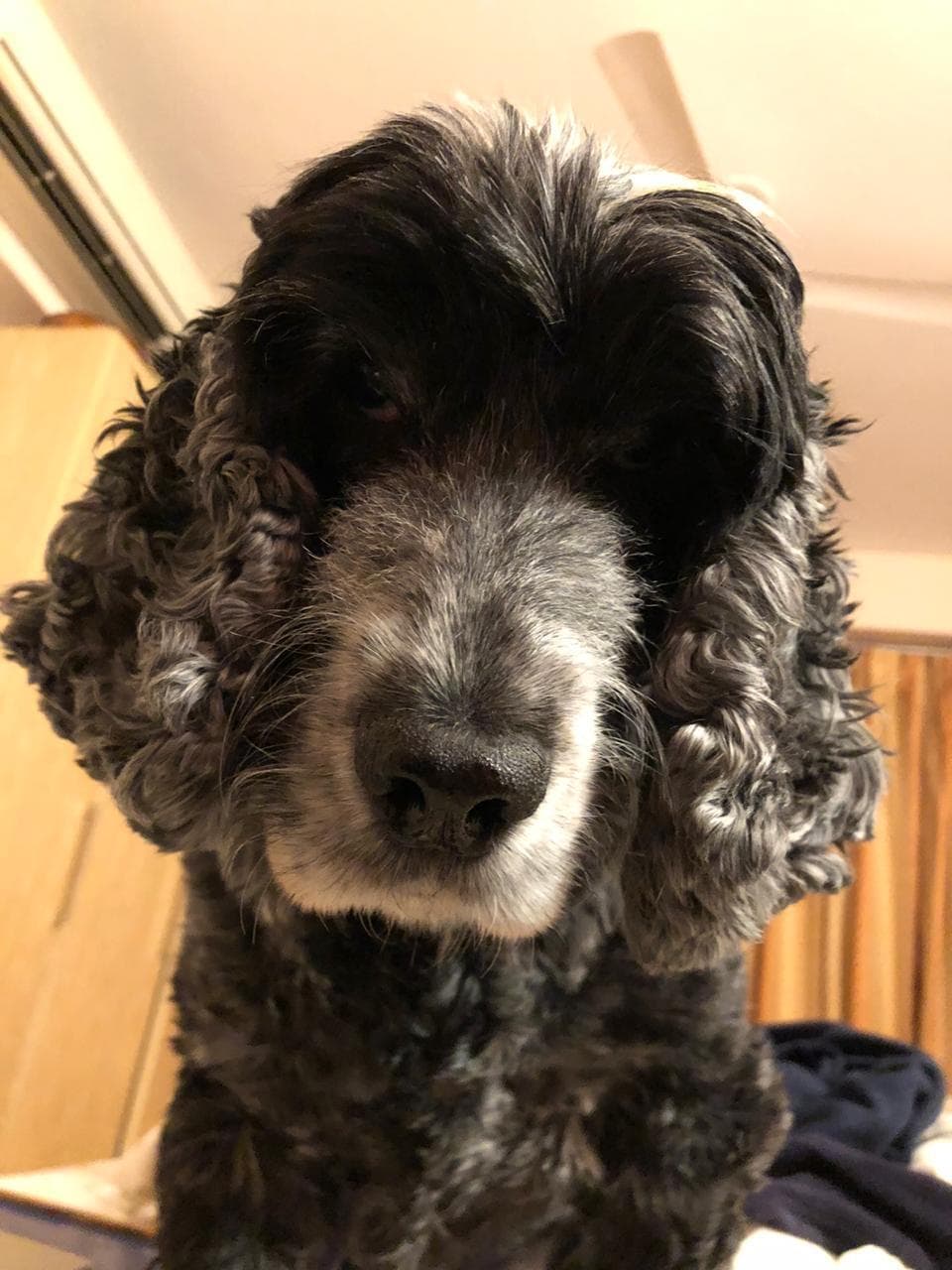 A cocker spaniel from our community