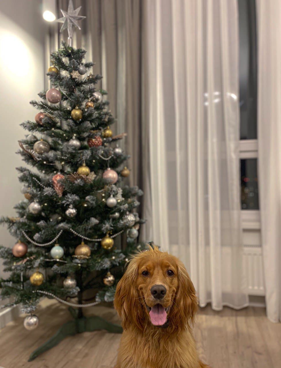 A cocker spaniel from our community