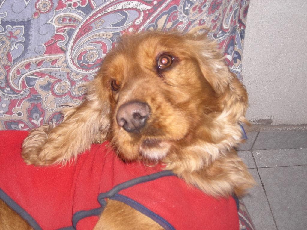 A golden cocker spaniel puppy curled up on a cushion