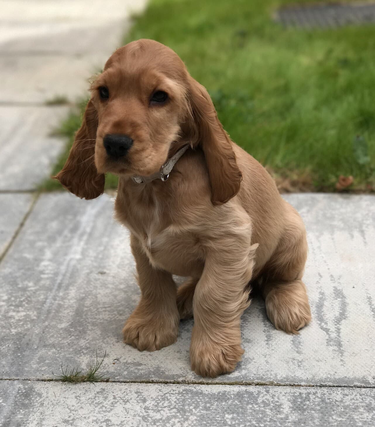 A golden cocker spaniel puppy sitting on a patio