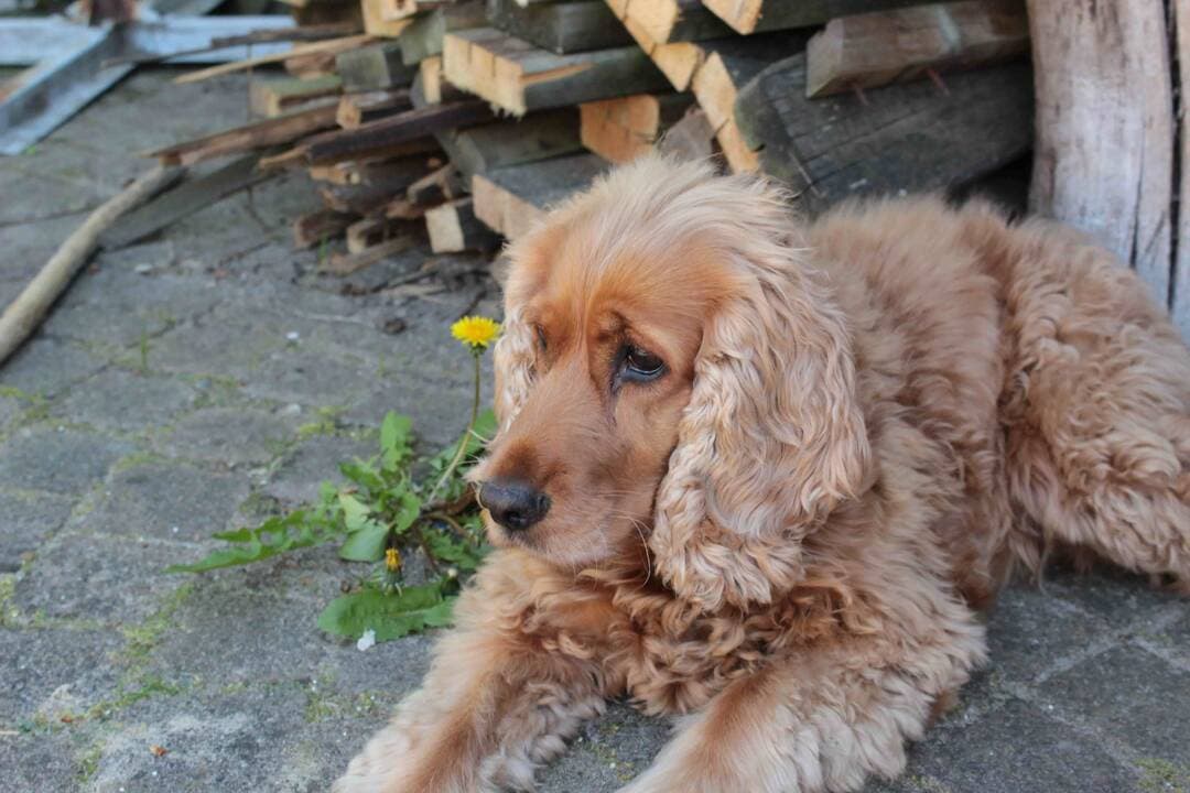 A cocker spaniel from our community