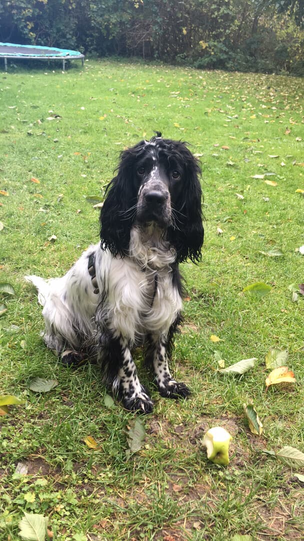 A black and white cocker spaniel sitting in a garden