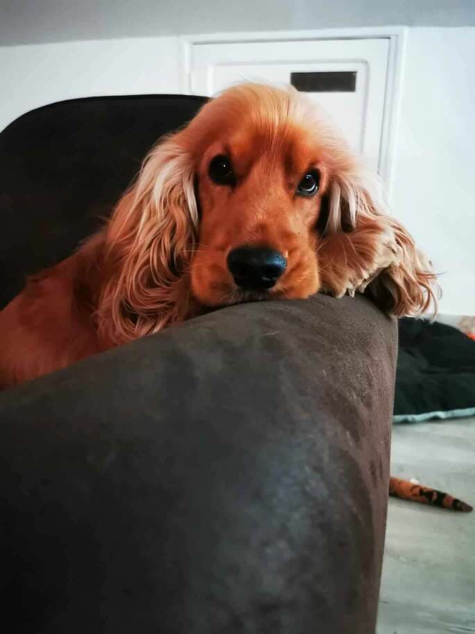 A red cocker spaniel resting its chin on the sofa