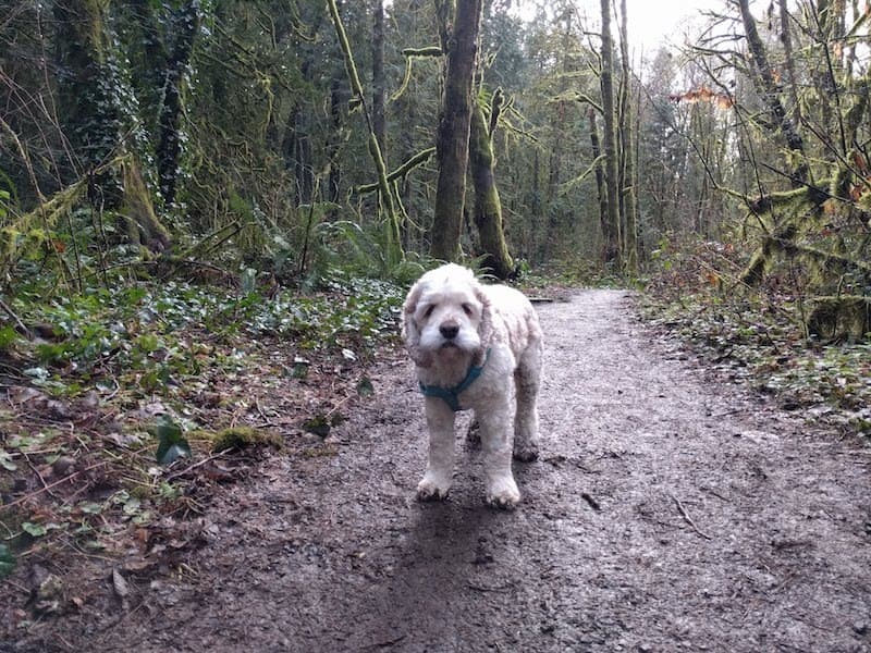 A cocker spaniel from our community